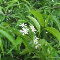 Wrightia angustifolia Thwaites